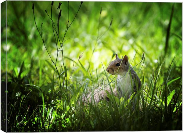 Eastern gray squirrel Canvas Print by Zoe Ferrie