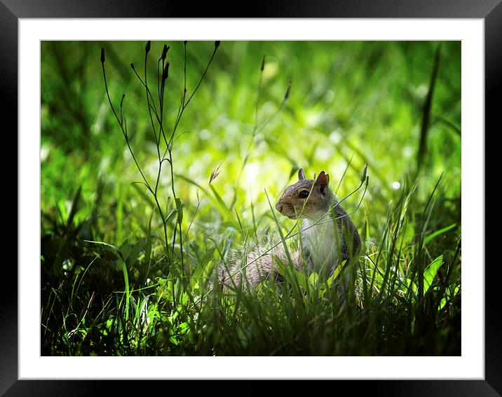 Eastern gray squirrel Framed Mounted Print by Zoe Ferrie