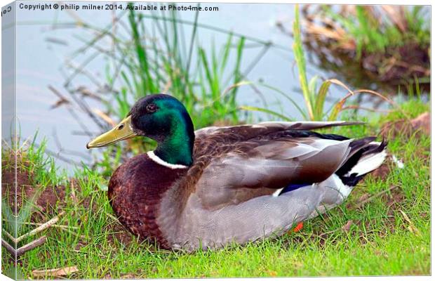 A Resting duck Canvas Print by philip milner
