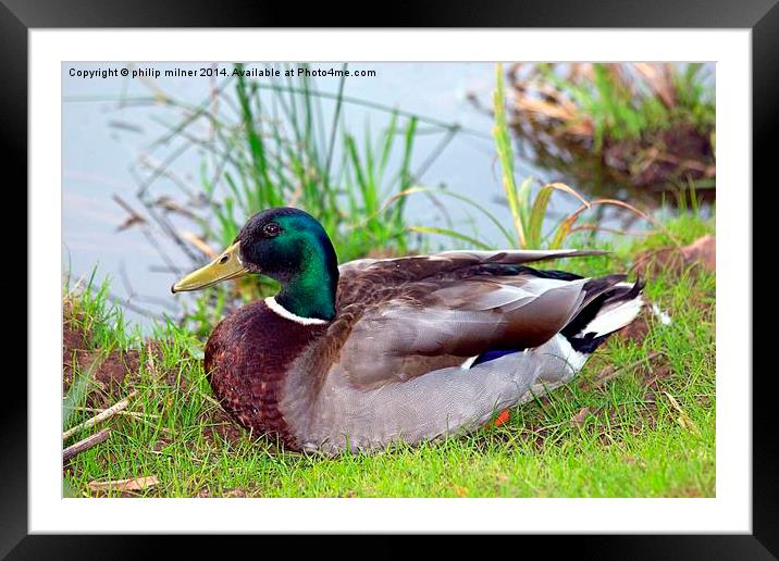 A Resting duck Framed Mounted Print by philip milner
