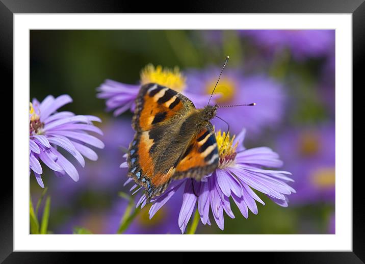 Colourful Tranquility Framed Mounted Print by Oliver Porter