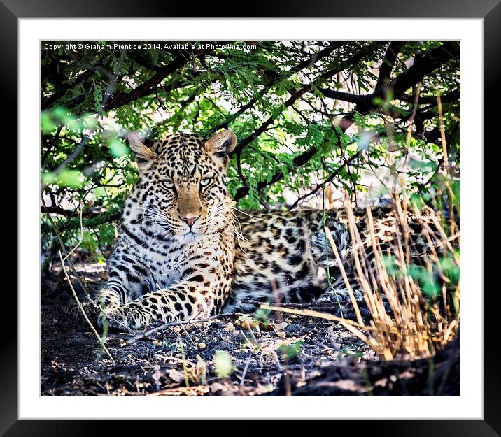 The Gaze of a Leopard Framed Mounted Print by Graham Prentice