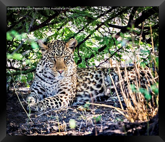 The Gaze of a Leopard Framed Print by Graham Prentice