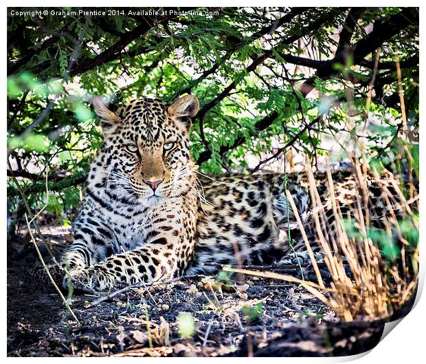 The Gaze of a Leopard Print by Graham Prentice