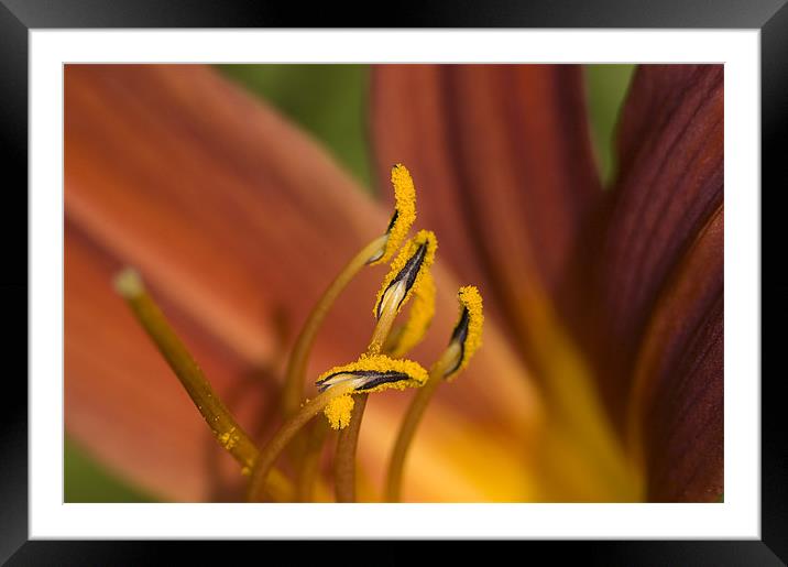 Fire Lily Framed Mounted Print by Oliver Porter