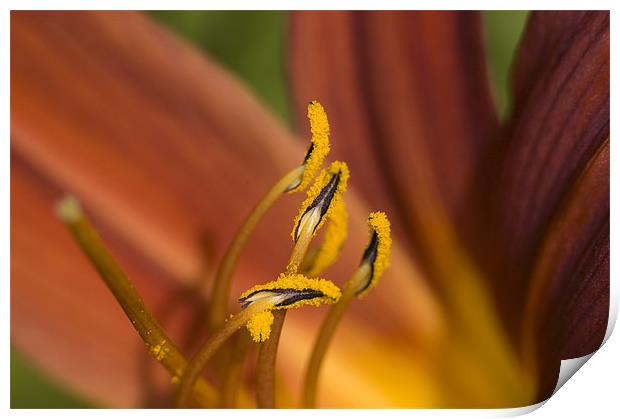 Fire Lily Print by Oliver Porter
