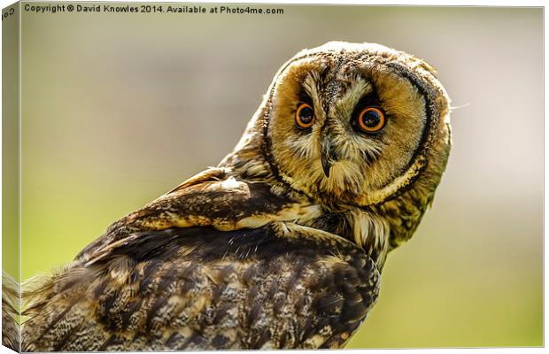 Short eared owl the stare Canvas Print by David Knowles