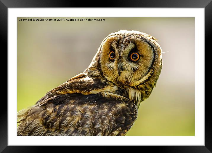 Short eared owl the stare Framed Mounted Print by David Knowles