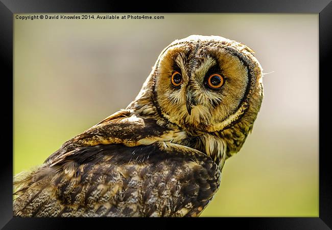 Short eared owl the stare Framed Print by David Knowles