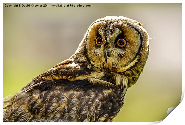 Short eared owl the stare Print by David Knowles