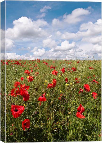 Another Poppy Field Canvas Print by Dawn Cox