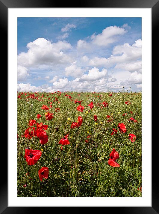 Another Poppy Field Framed Mounted Print by Dawn Cox