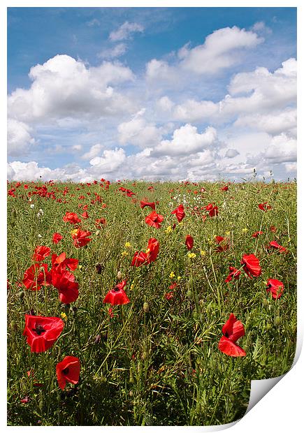 Another Poppy Field Print by Dawn Cox