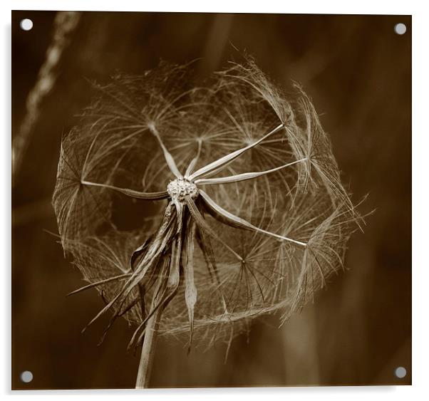 Dandelion Acrylic by Colin Brittain