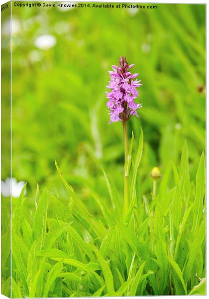 Beautiful Marsh Orchid Canvas Print by David Knowles