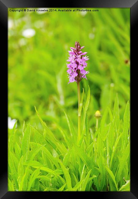 Beautiful Marsh Orchid Framed Print by David Knowles