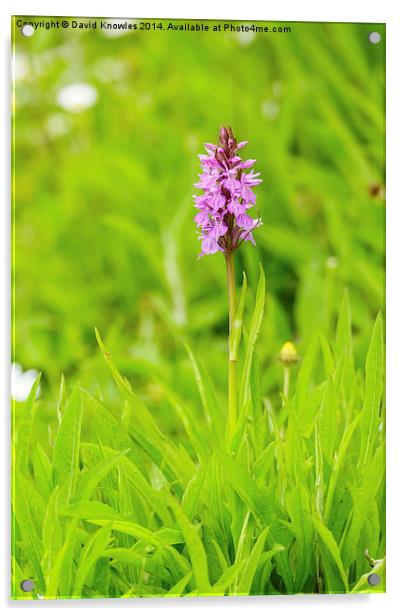 Beautiful Marsh Orchid Acrylic by David Knowles