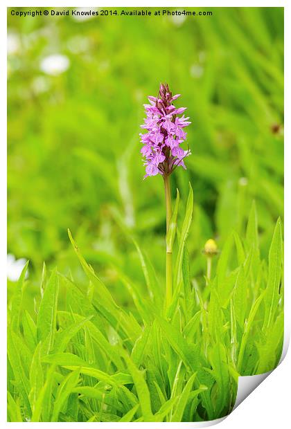 Beautiful Marsh Orchid Print by David Knowles