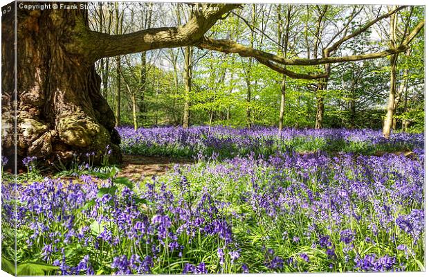 Bluebell wood Canvas Print by Frank Stretton