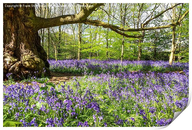 Bluebell wood Print by Frank Stretton