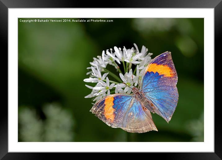 Orange Oakleaf Butterfly Framed Mounted Print by Bahadir Yeniceri
