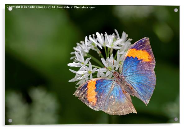 Orange Oakleaf Butterfly Acrylic by Bahadir Yeniceri