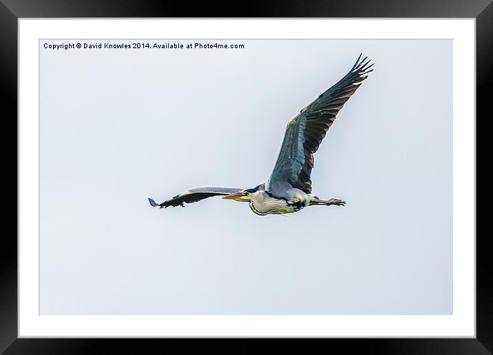Heron in flight Framed Mounted Print by David Knowles
