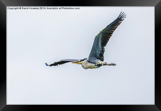 Heron in flight Framed Print by David Knowles