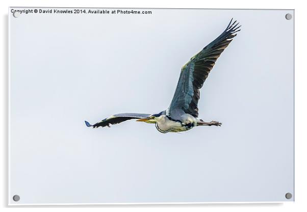 Heron in flight Acrylic by David Knowles