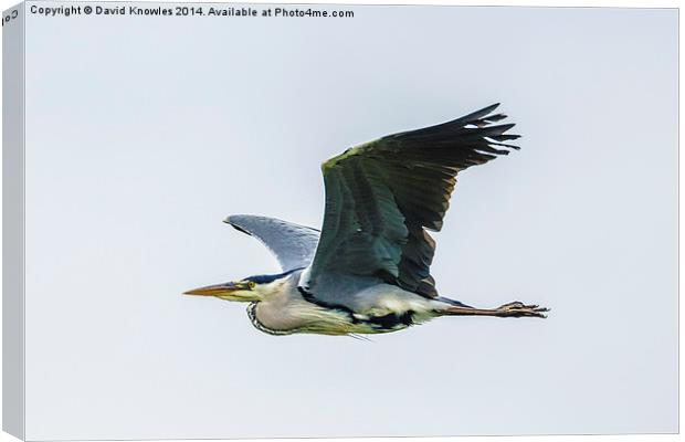 Gray Heron in flight Canvas Print by David Knowles