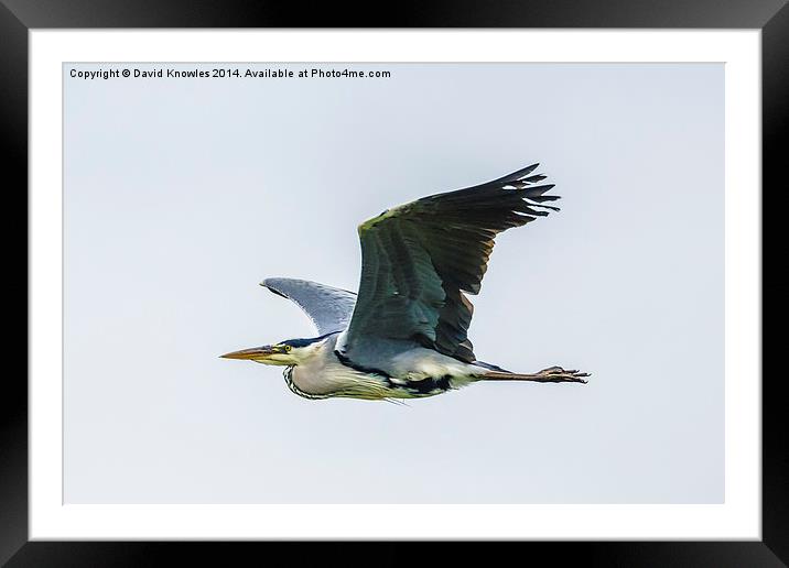 Gray Heron in flight Framed Mounted Print by David Knowles