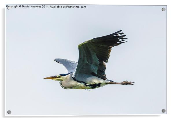 Gray Heron in flight Acrylic by David Knowles