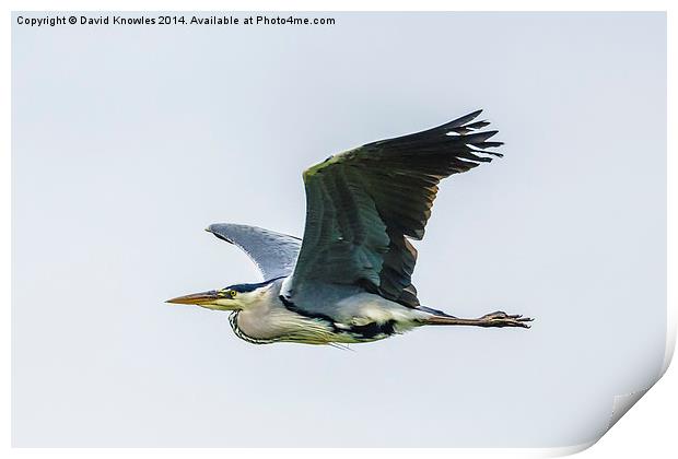 Gray Heron in flight Print by David Knowles