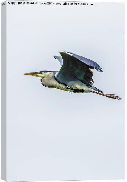 Flying Heron Canvas Print by David Knowles