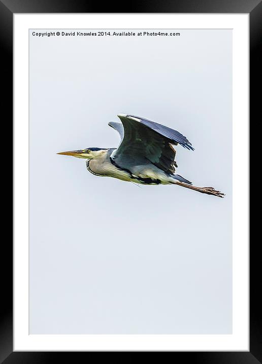 Flying Heron Framed Mounted Print by David Knowles