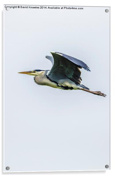 Flying Heron Acrylic by David Knowles