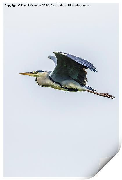 Flying Heron Print by David Knowles