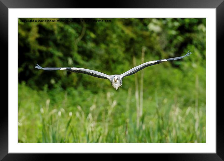 Heron flying at me Framed Mounted Print by David Knowles