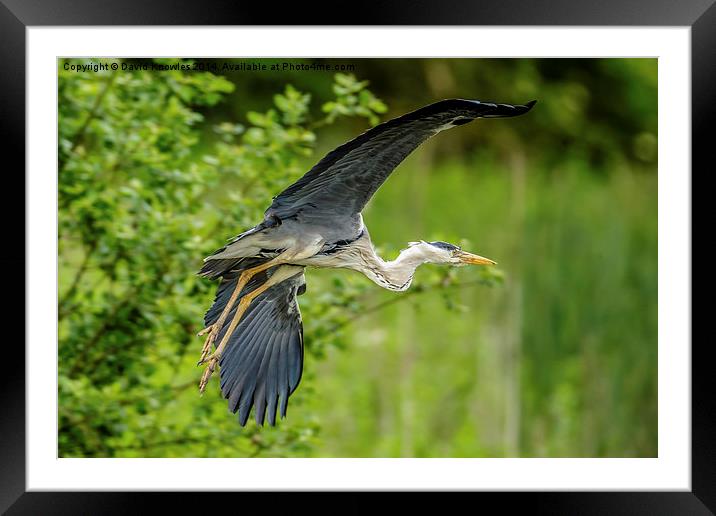 Heron take off Framed Mounted Print by David Knowles