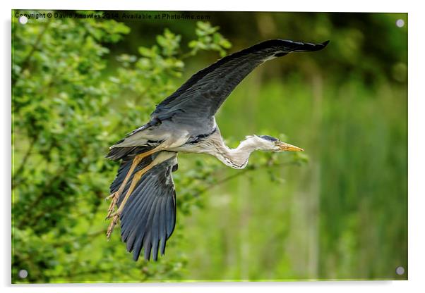 Heron take off Acrylic by David Knowles