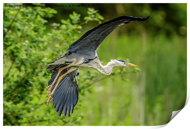 Heron take off Print by David Knowles