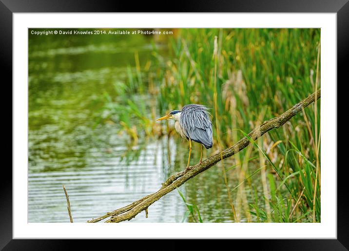 Heron looking for dinner Framed Mounted Print by David Knowles
