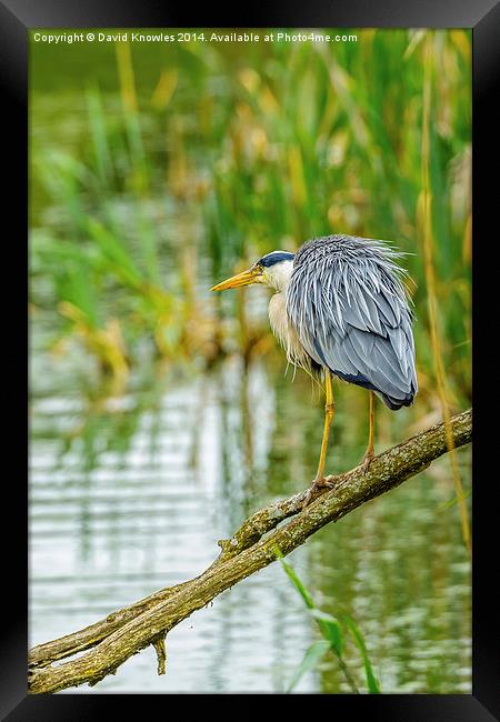 Heron on branch Framed Print by David Knowles