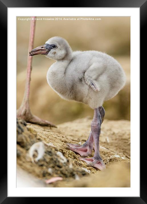 Greater Flamingo chick Framed Mounted Print by David Knowles