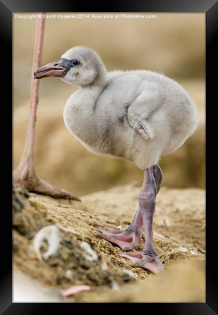 Greater Flamingo chick Framed Print by David Knowles