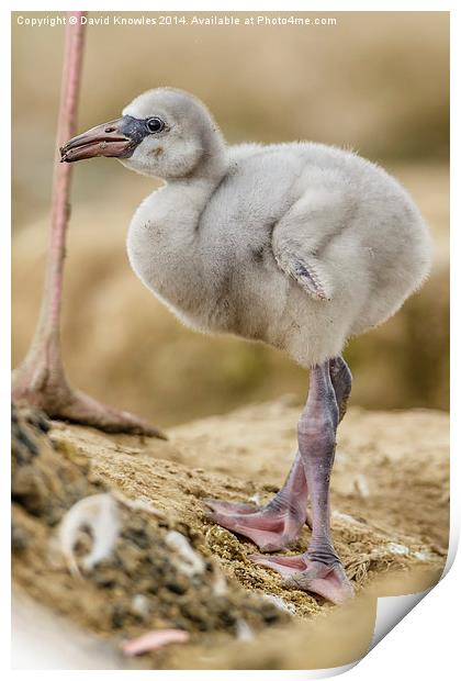 Greater Flamingo chick Print by David Knowles