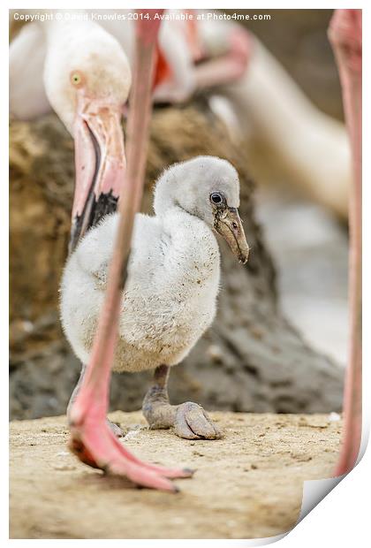 Mother and baby Flamingo Print by David Knowles