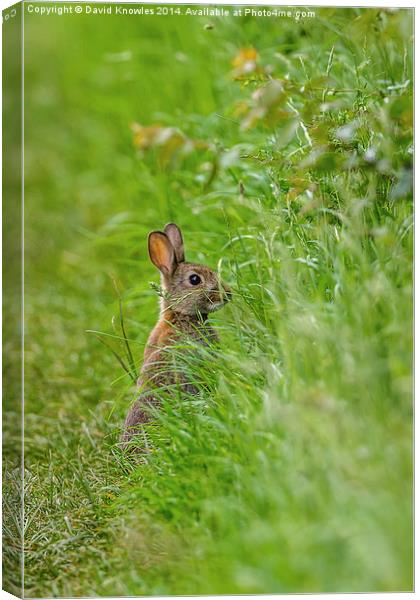 Rabbit in the grass Canvas Print by David Knowles
