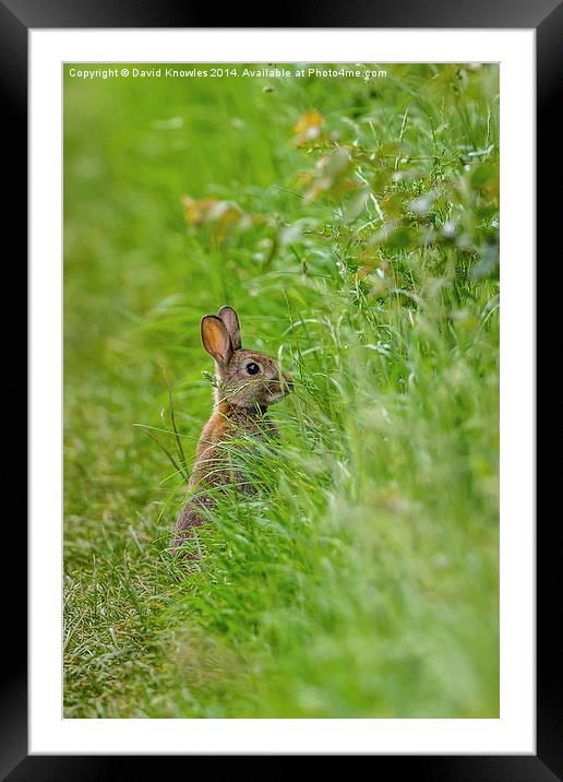 Rabbit in the grass Framed Mounted Print by David Knowles