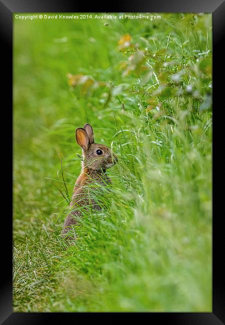 Rabbit in the grass Framed Print by David Knowles